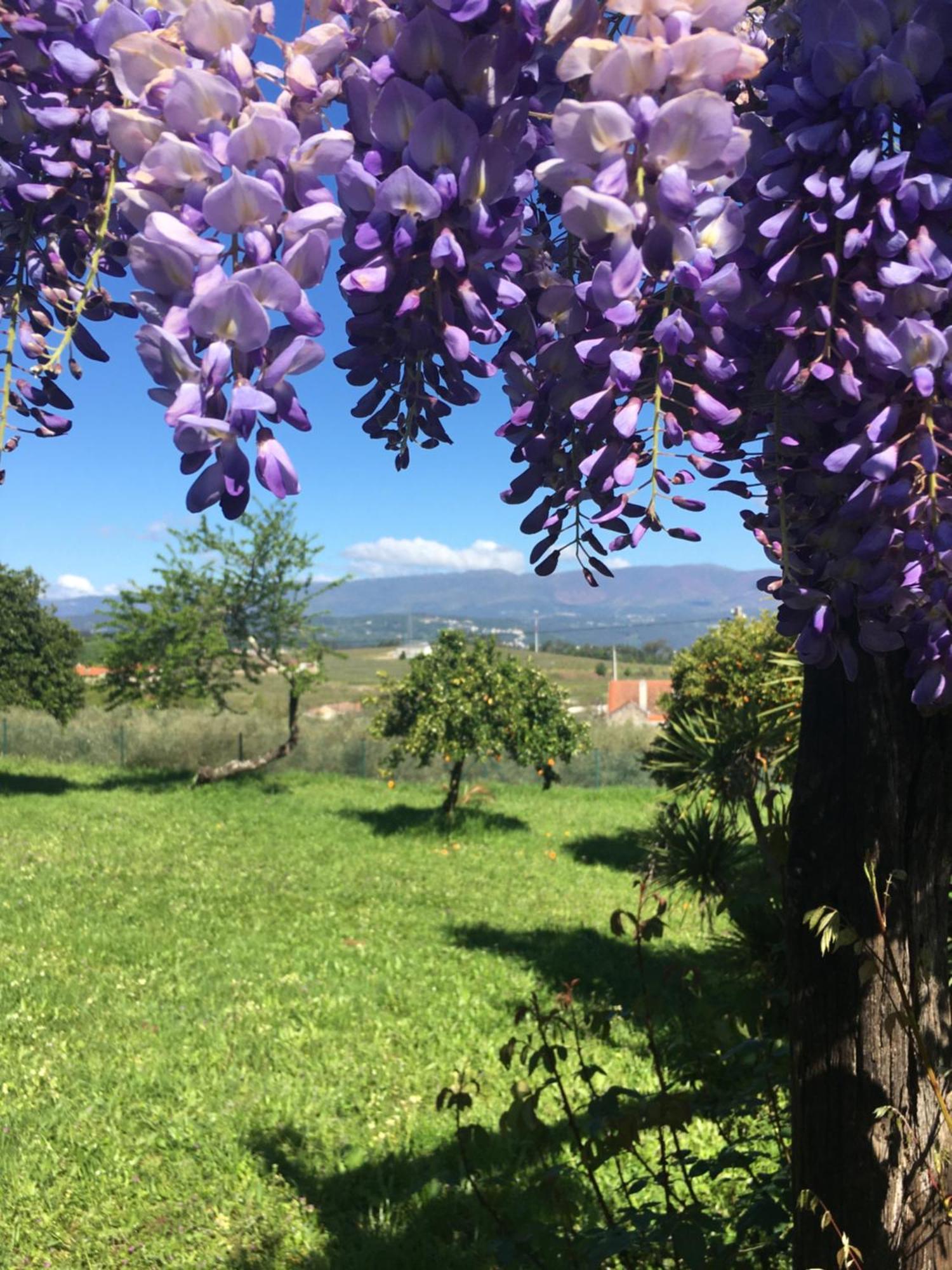 Готель Quinta De Mocamedes - Turismo De Habitacao Возела Екстер'єр фото